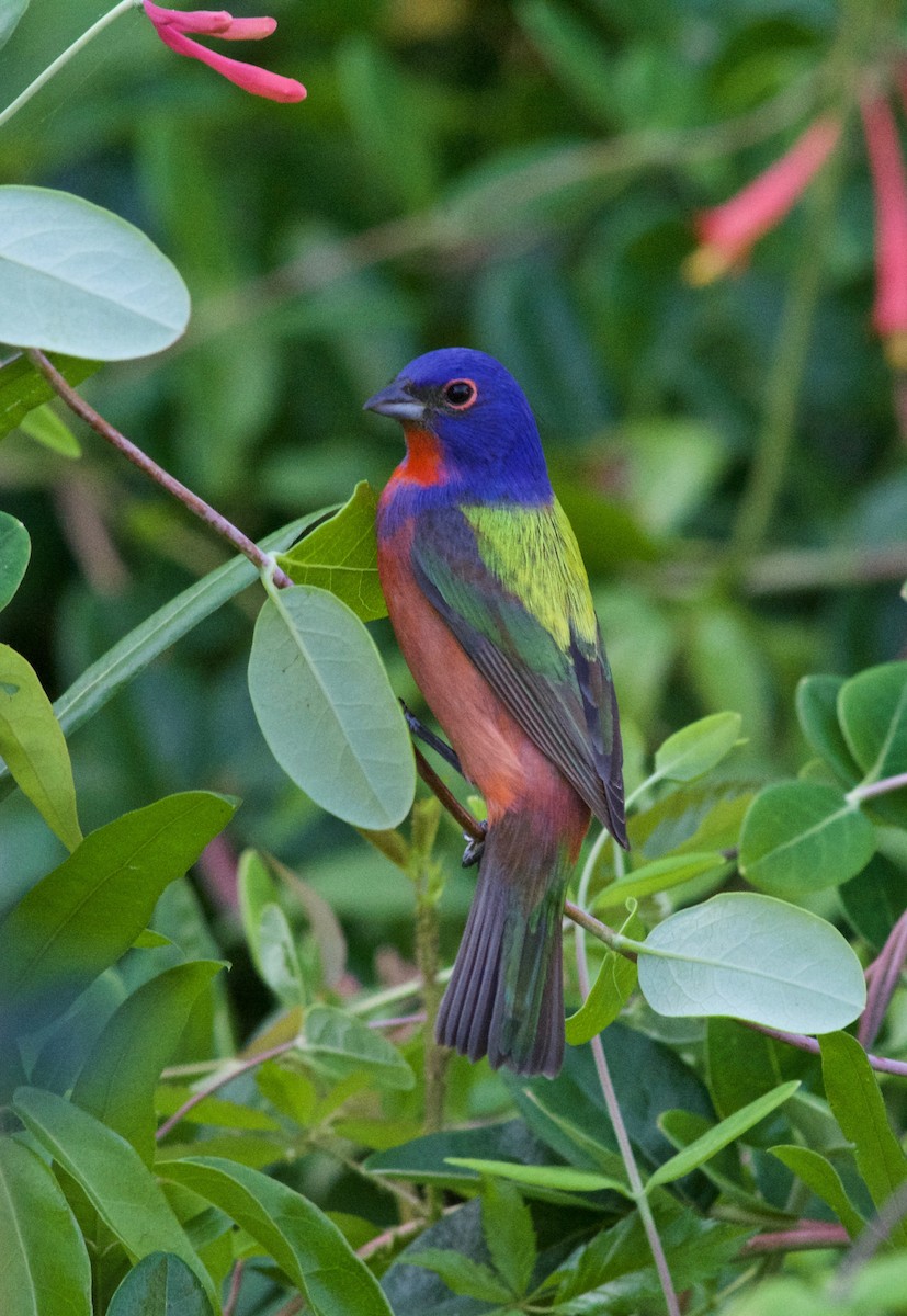 Painted Bunting - ML634329728