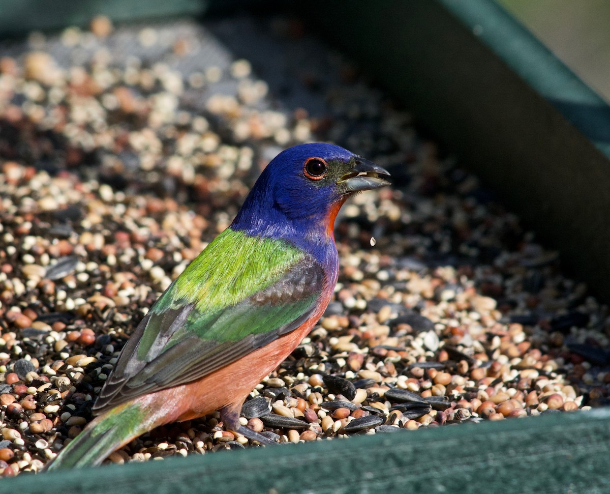 Painted Bunting - ML634329729