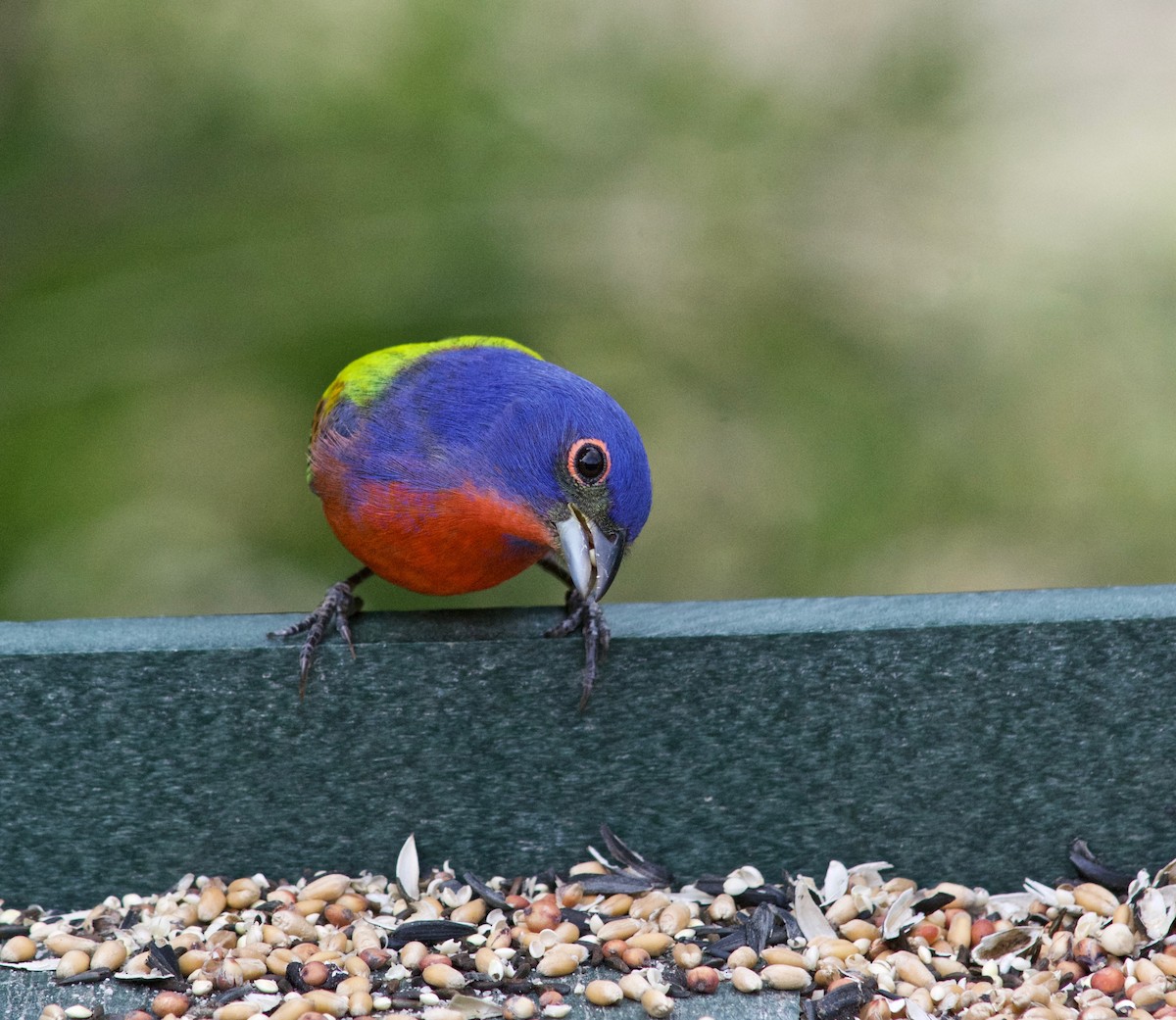 Painted Bunting - ML634329731