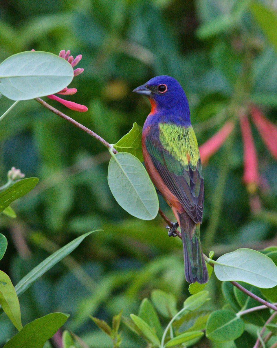 Painted Bunting - ML634329733