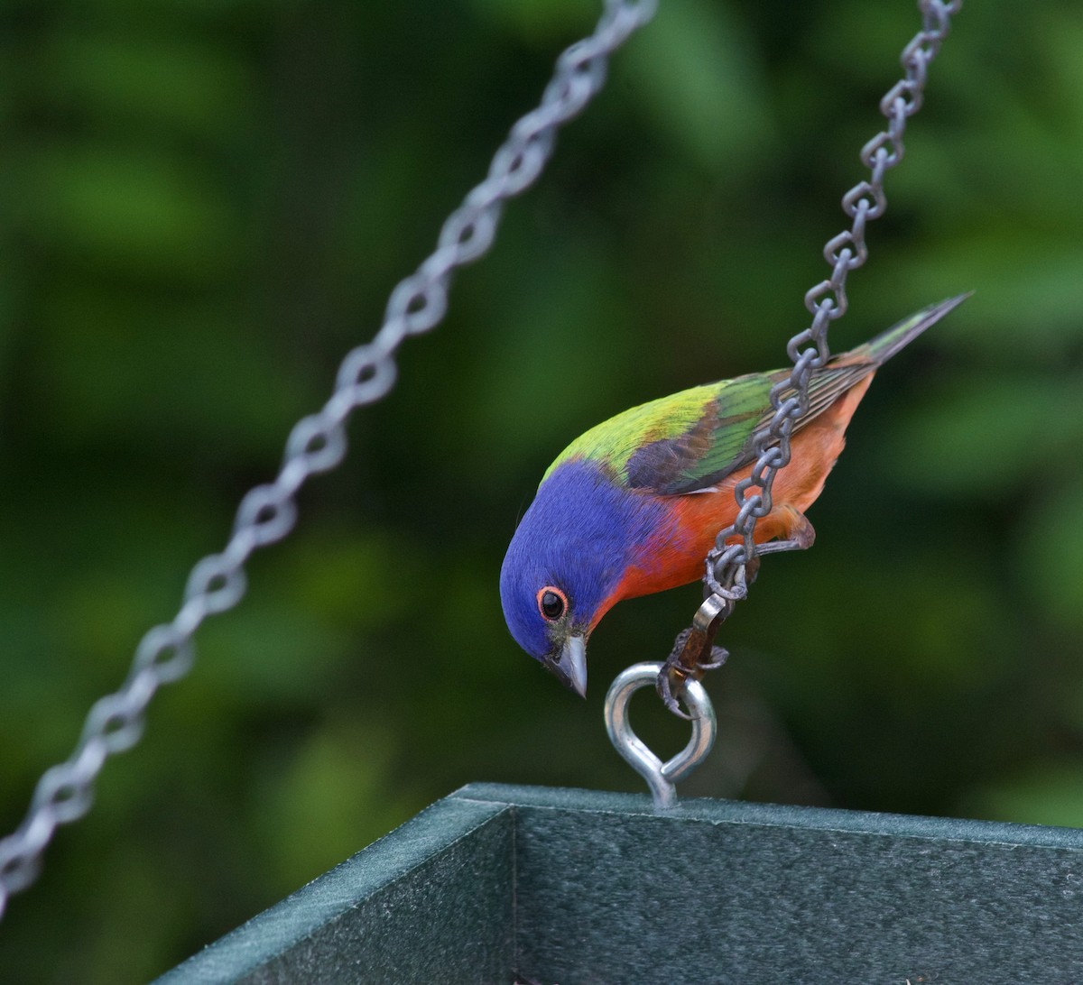 Painted Bunting - ML634329734