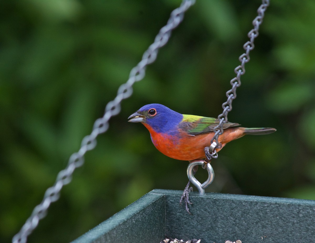 Painted Bunting - ML634329735