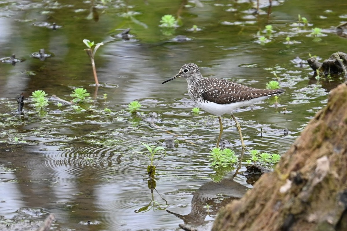 Solitary Sandpiper - ML634329852