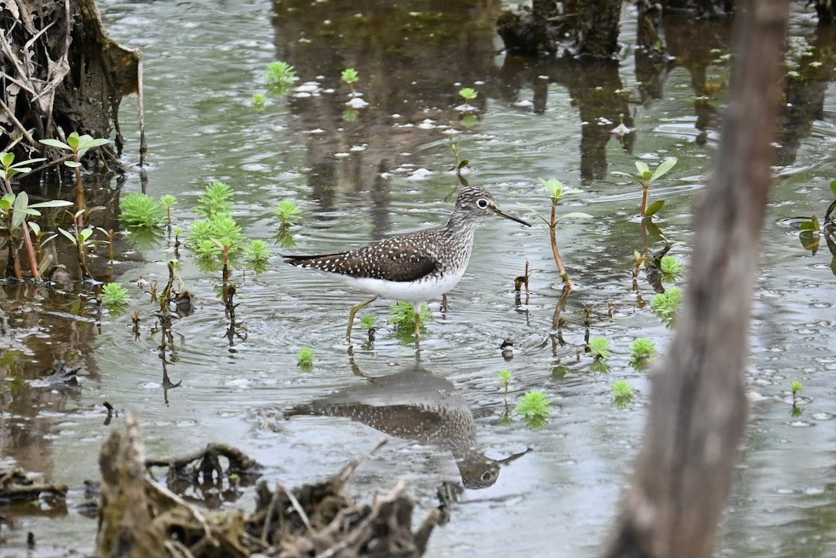 Solitary Sandpiper - ML634329853