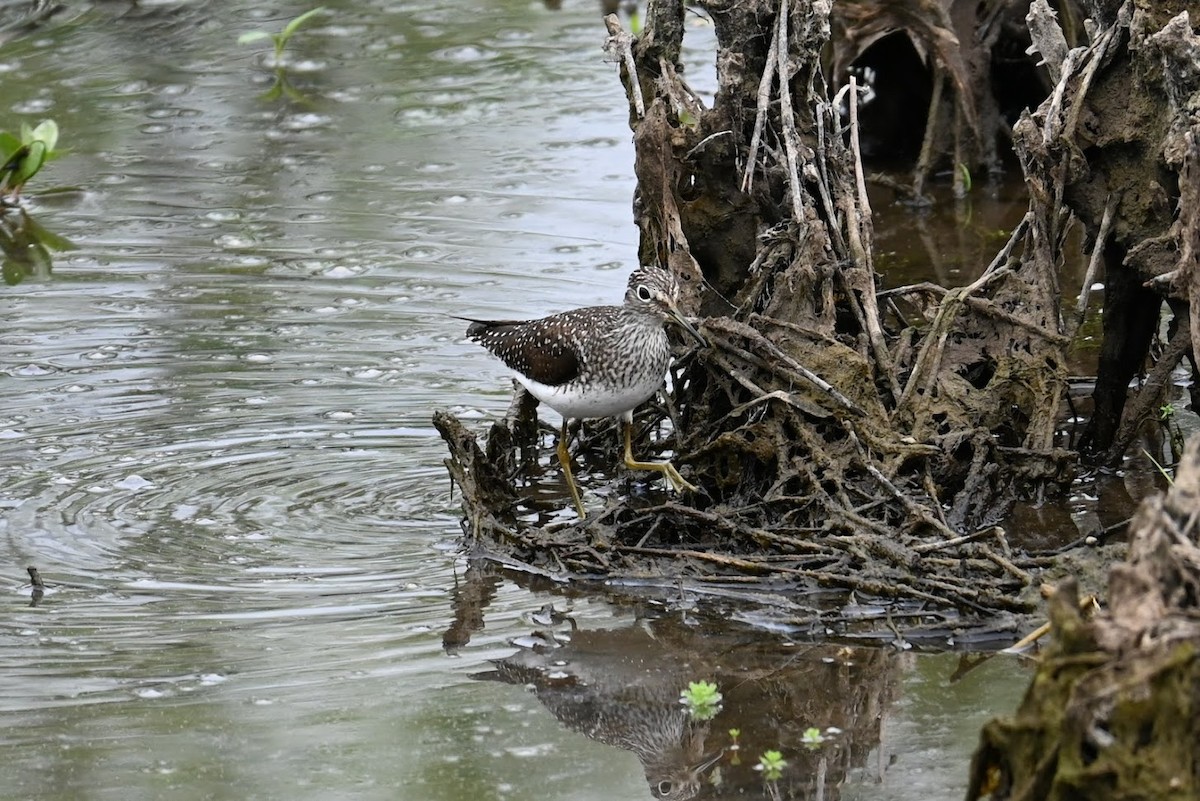 Solitary Sandpiper - ML634329854