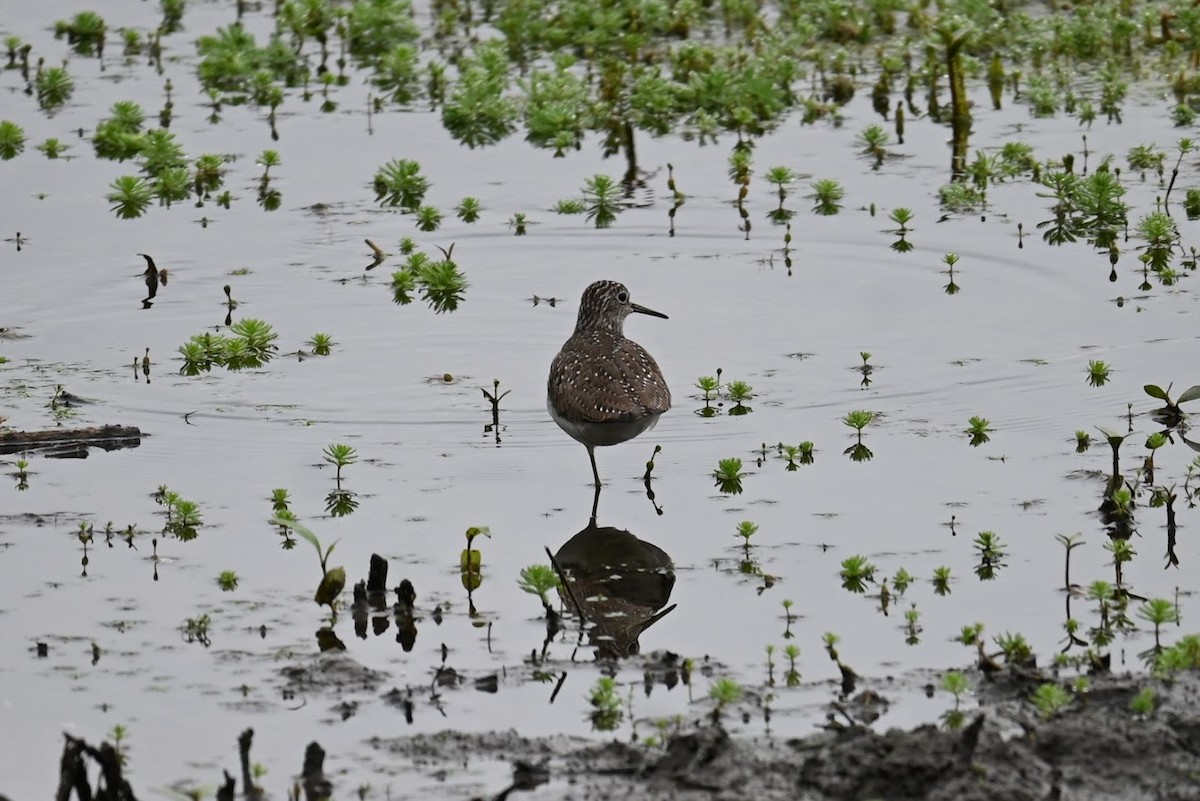 Solitary Sandpiper - ML634329859