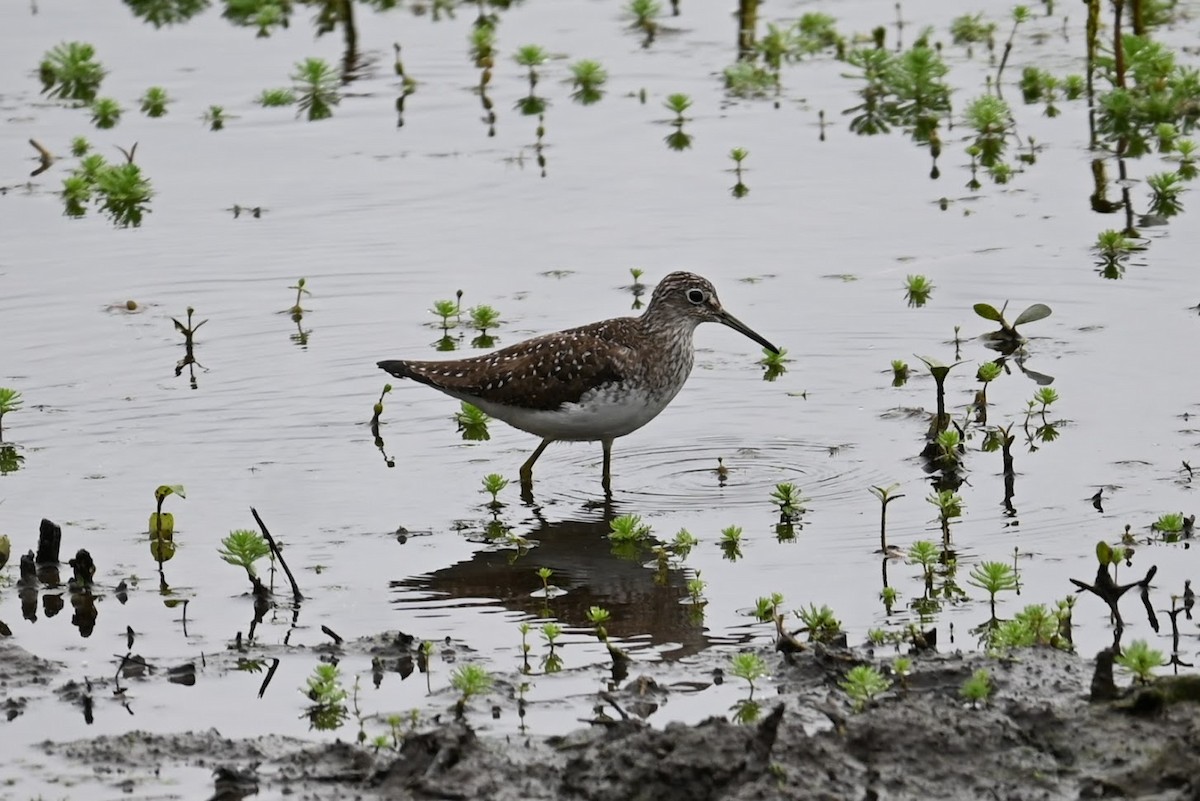 Solitary Sandpiper - ML634329860