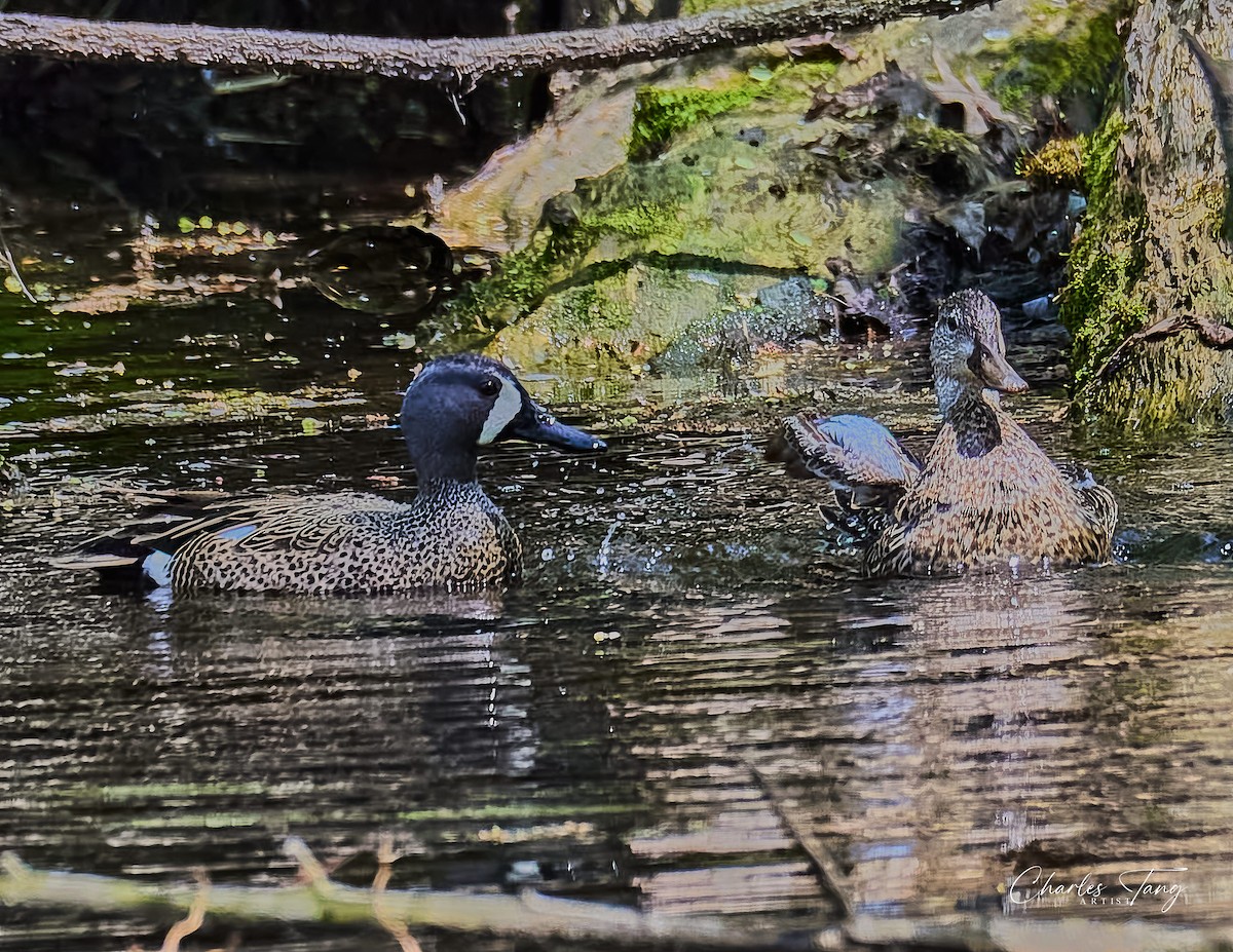 Blue-winged Teal - ML634329865