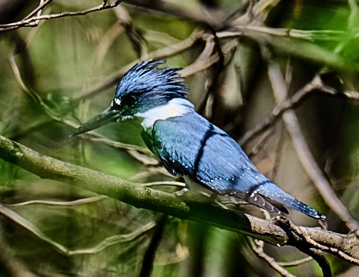 Belted Kingfisher - ML634329878