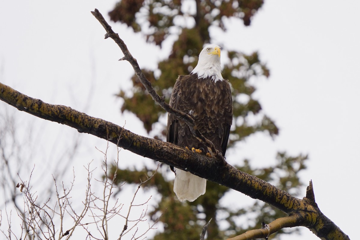Bald Eagle - ML634329884