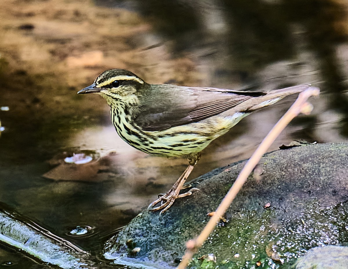 Northern Waterthrush - ML634329891