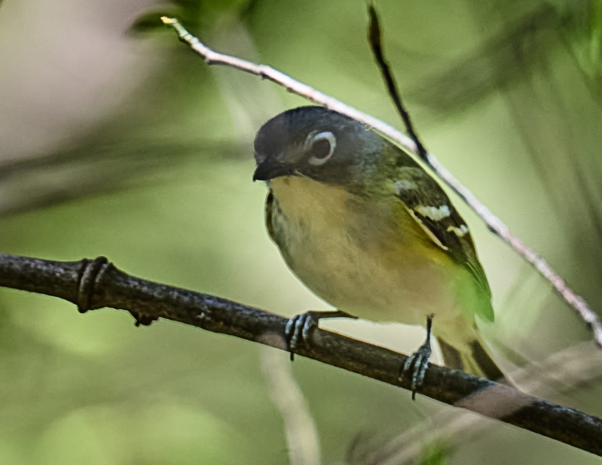 Blue-headed Vireo - ML634329970