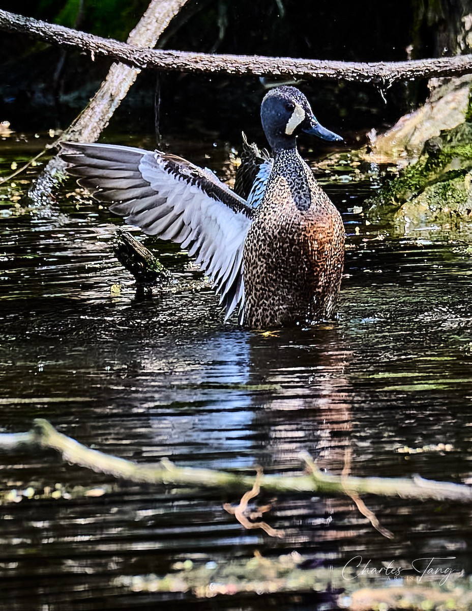 Blue-winged Teal - ML634329982