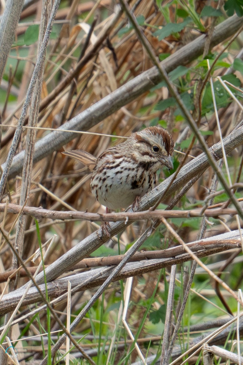 Song Sparrow - ML634329989