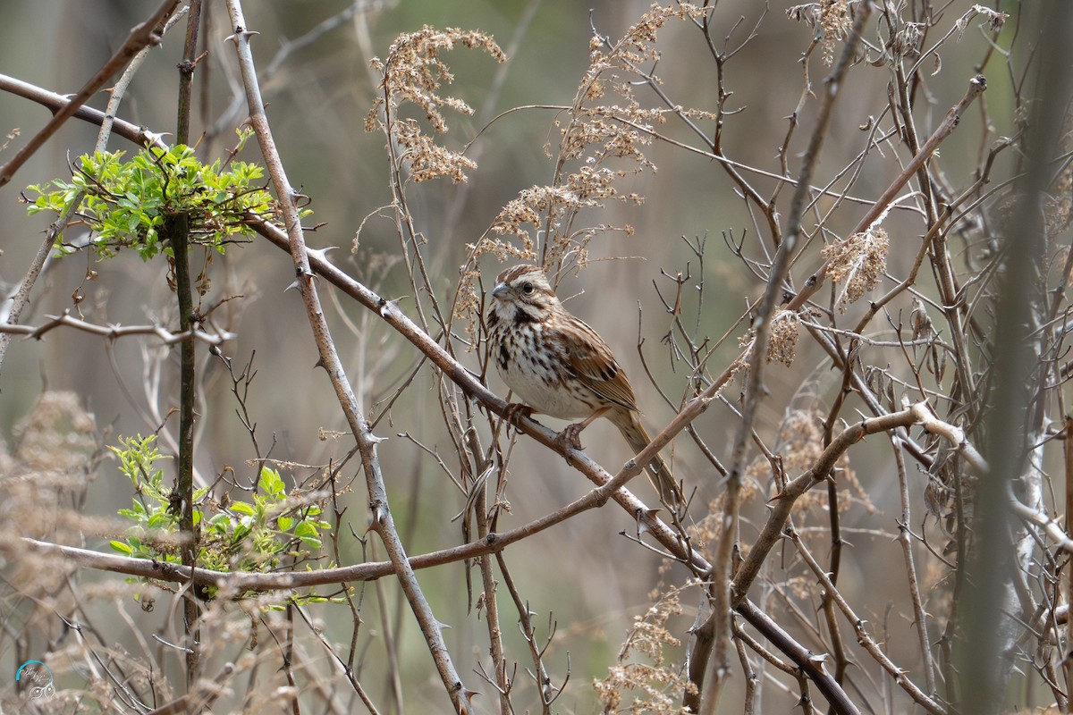 Song Sparrow - ML634329990