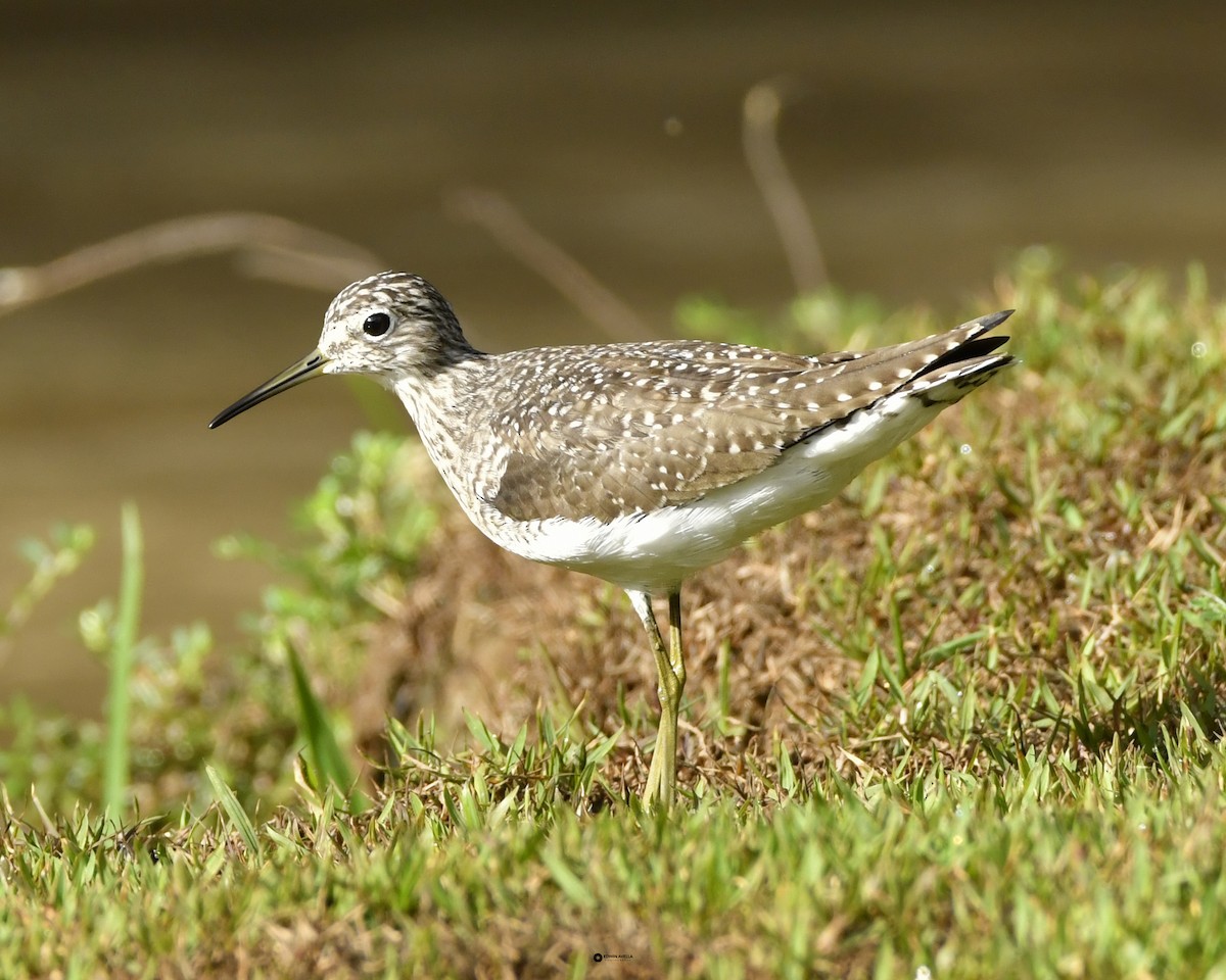 Solitary Sandpiper - ML634329991