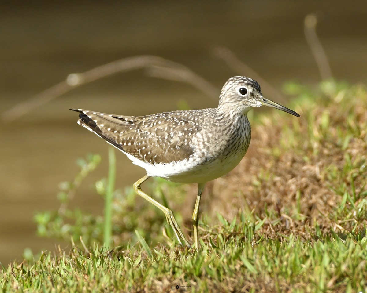 Solitary Sandpiper - ML634329997