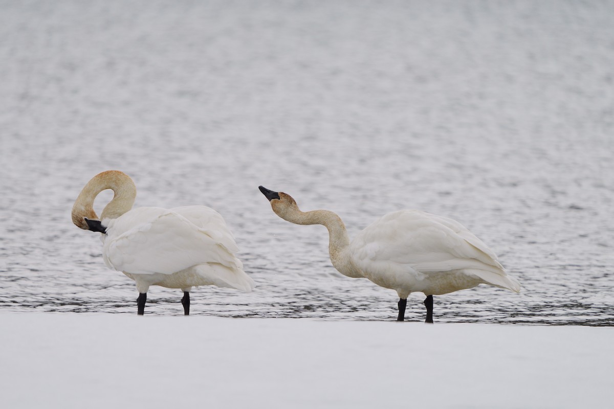 Trumpeter Swan - ML634330132