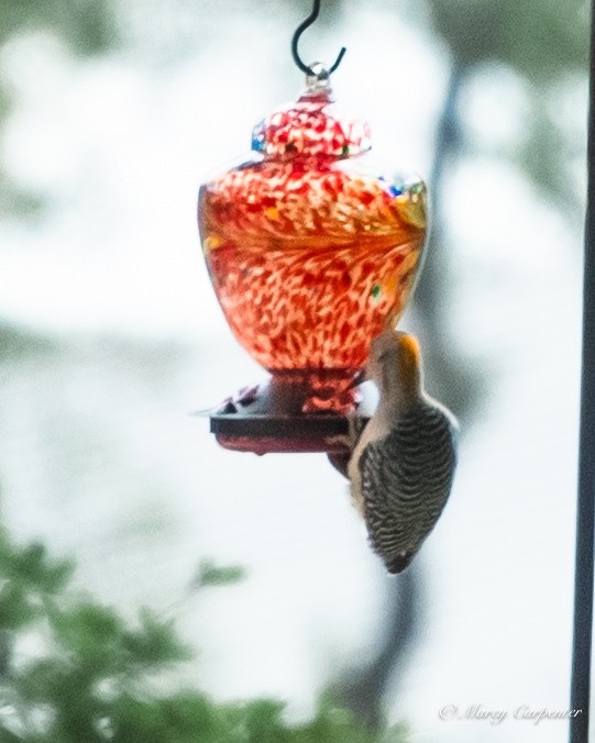 Golden-fronted Woodpecker - ML634330160