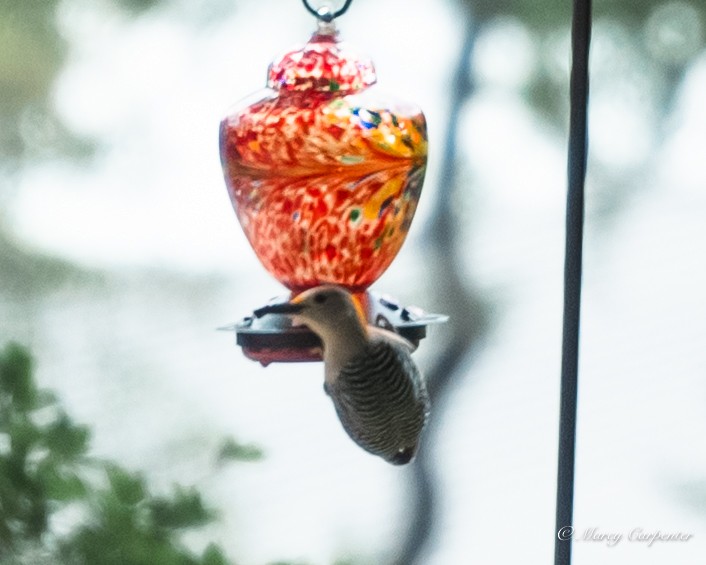 Golden-fronted Woodpecker - ML634330161