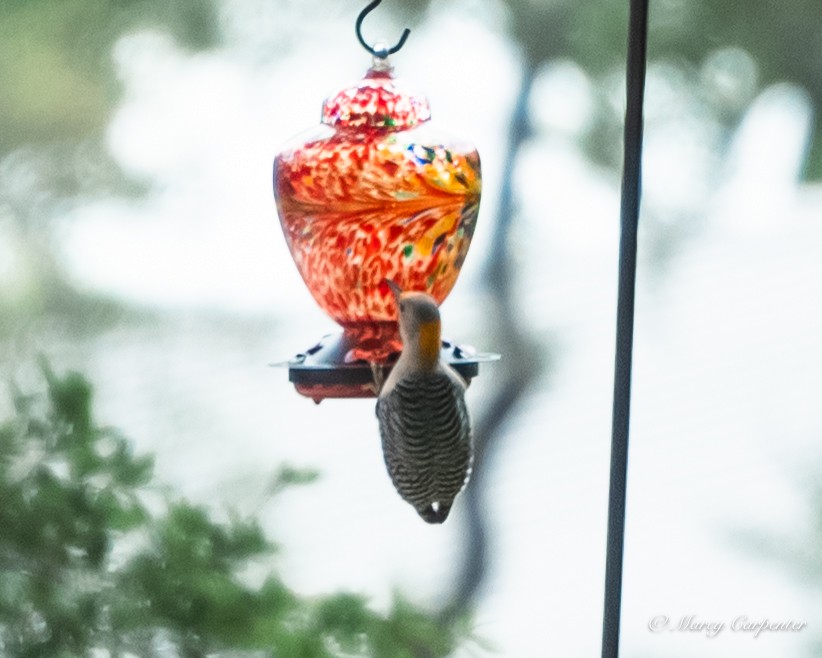 Golden-fronted Woodpecker - ML634330162
