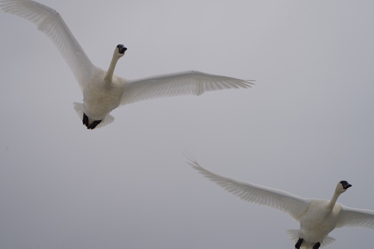 Trumpeter Swan - ML634330181