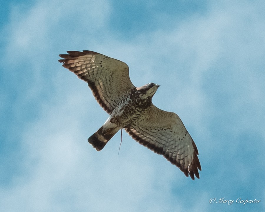 Broad-winged Hawk - ML634330199