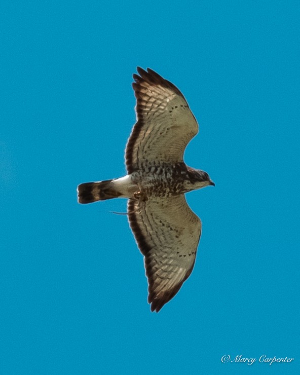 Broad-winged Hawk - ML634330200