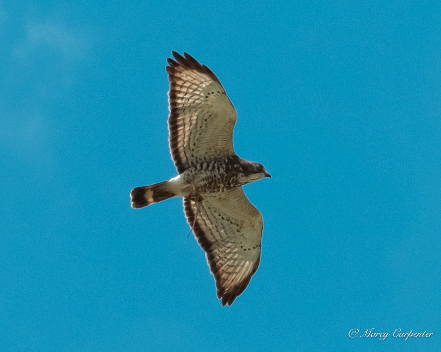 Broad-winged Hawk - ML634330201