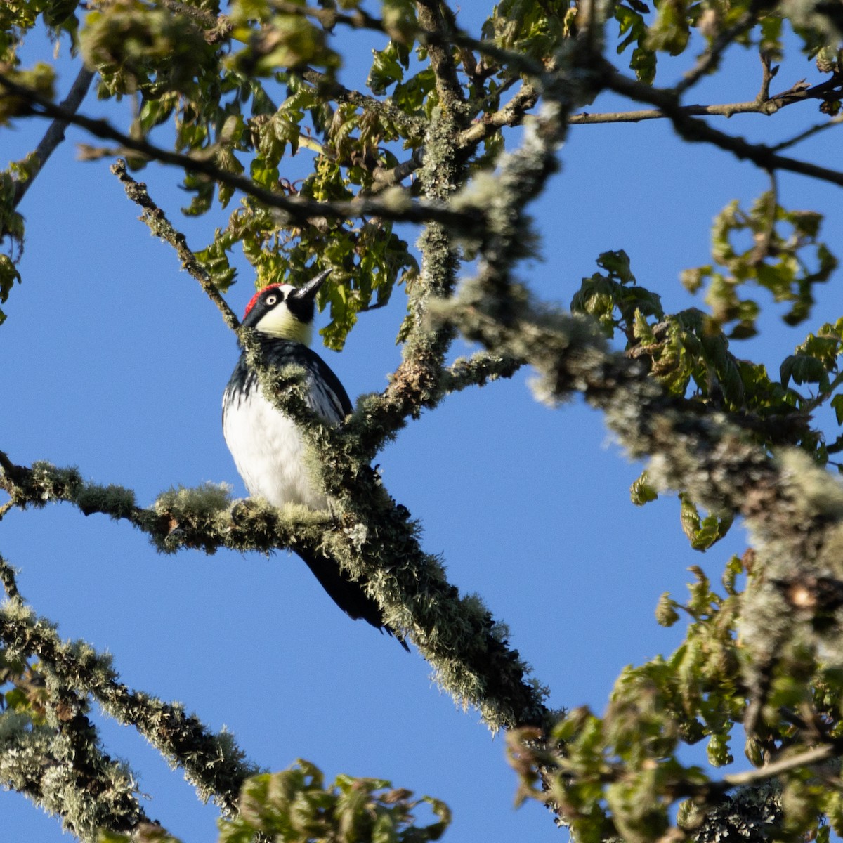Acorn Woodpecker - ML634330222