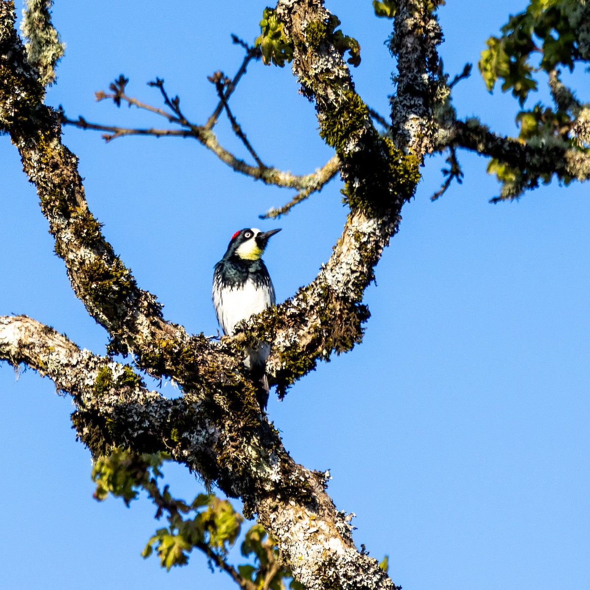 Acorn Woodpecker - ML634330223
