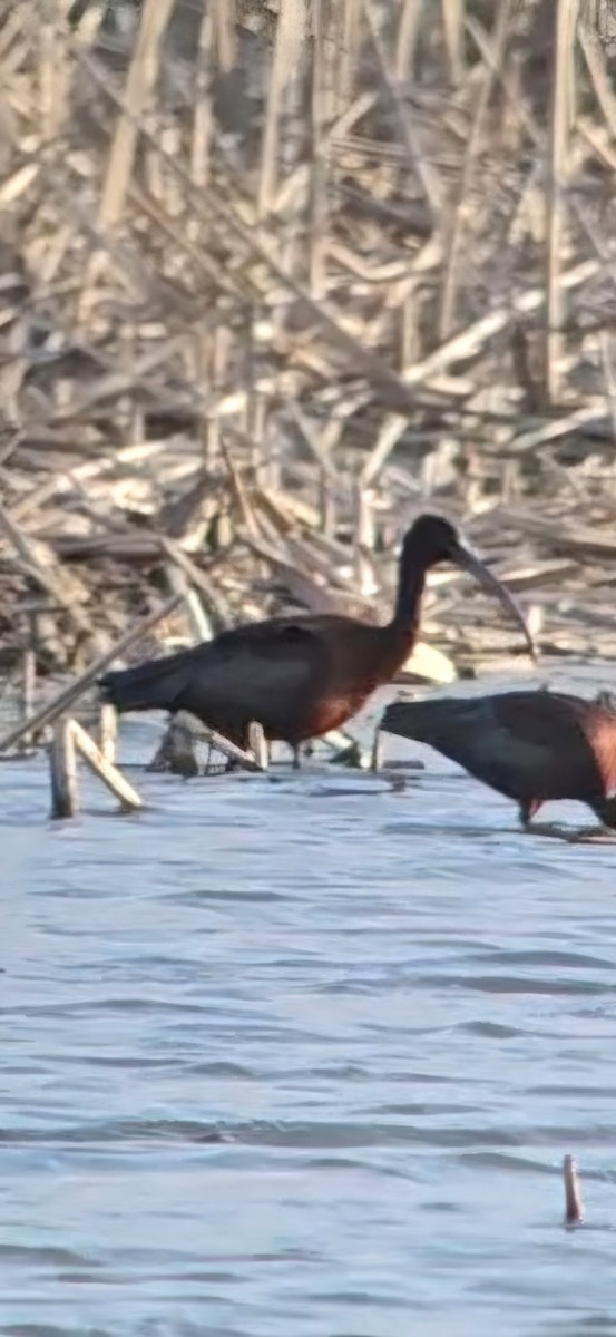 bronseibis - ML634330240