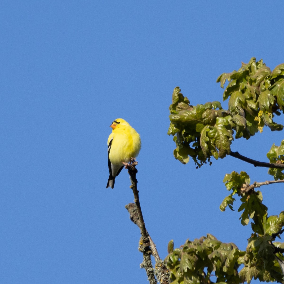 American Goldfinch - ML634330243