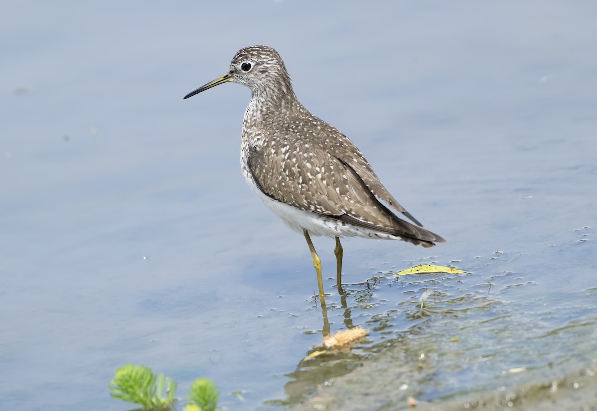 vodouš samotářský - ML634330248