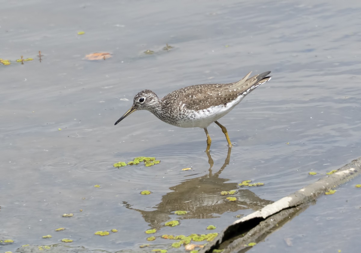 vodouš samotářský - ML634330255