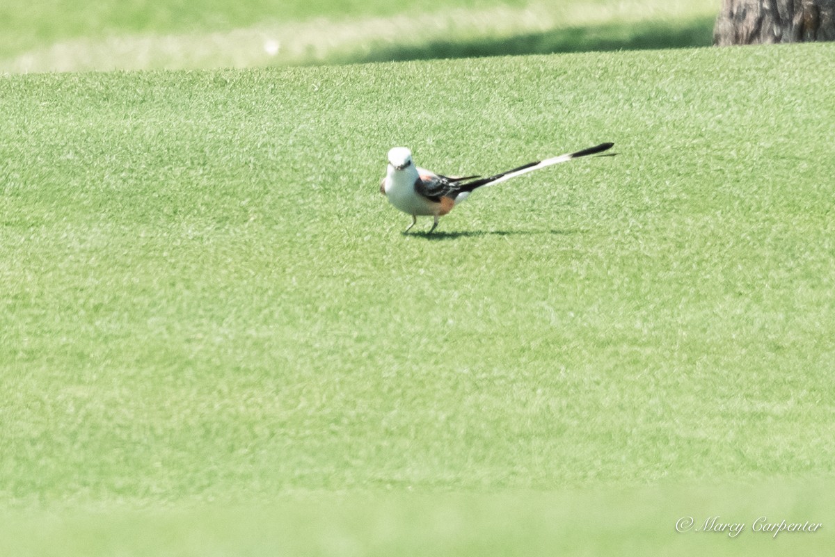Scissor-tailed Flycatcher - ML634330269