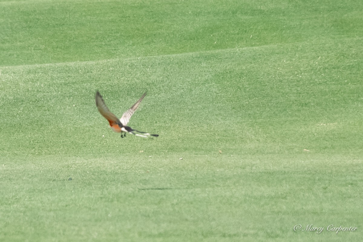 Scissor-tailed Flycatcher - ML634330270