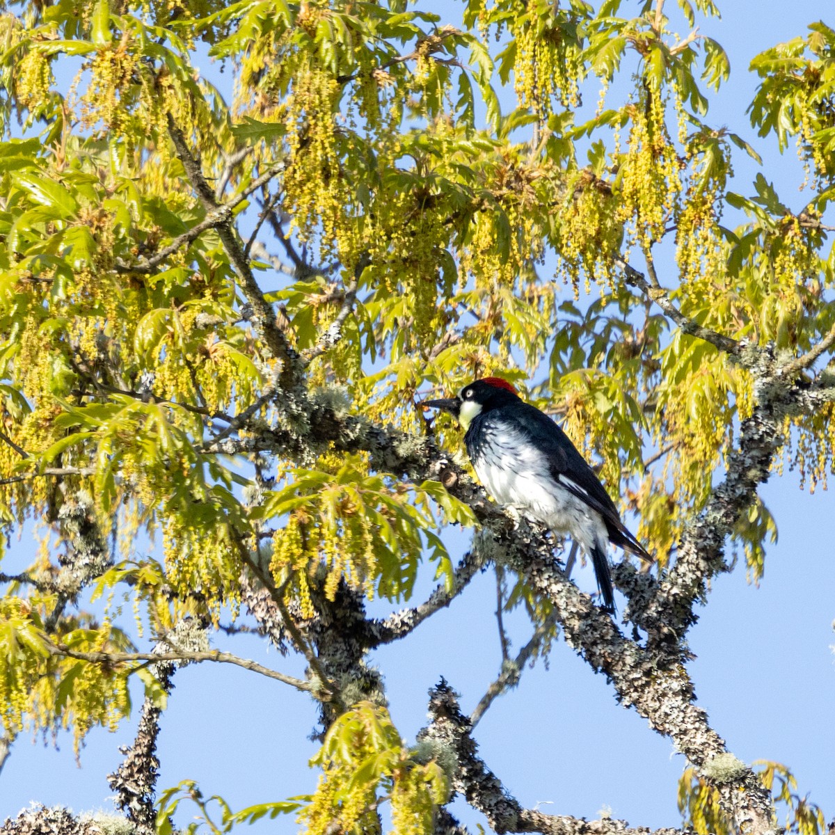 Acorn Woodpecker - ML634330271