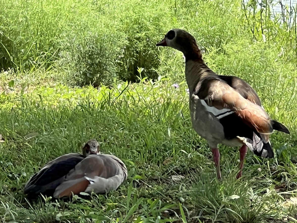 Egyptian Goose - ML634330297