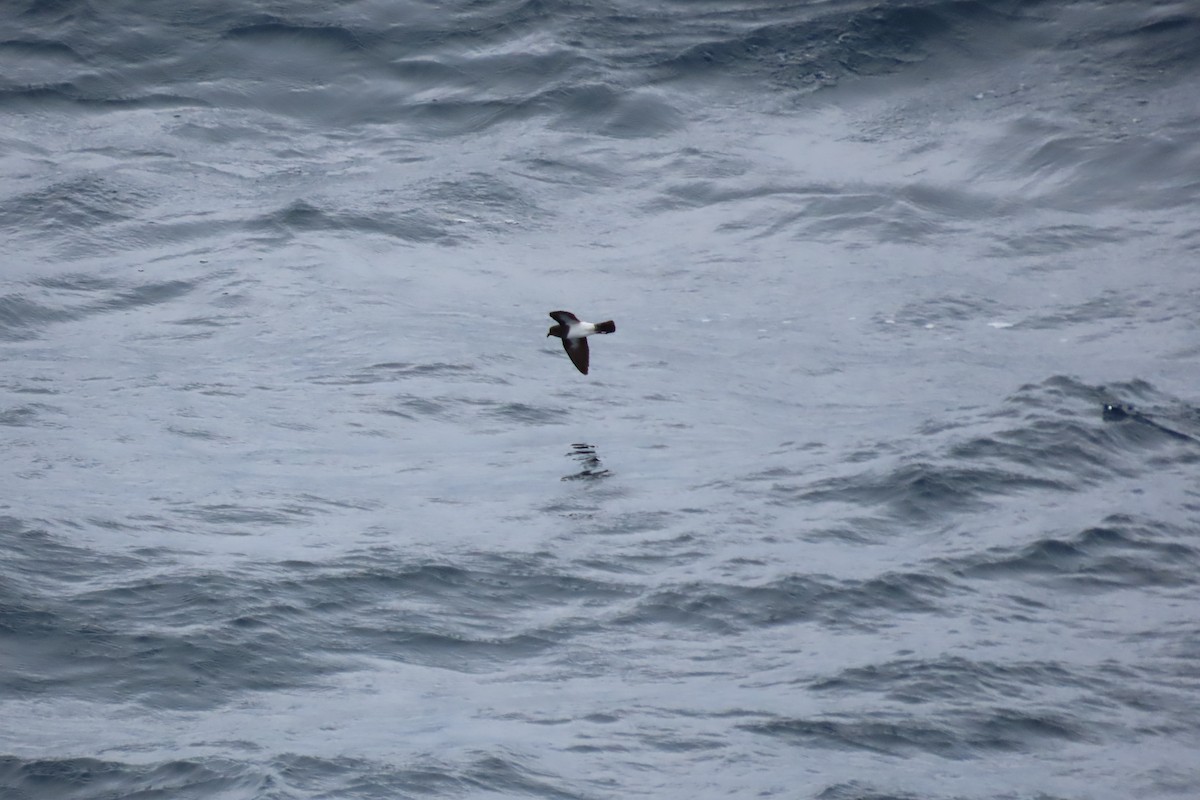 White-bellied Storm-Petrel - ML634330328