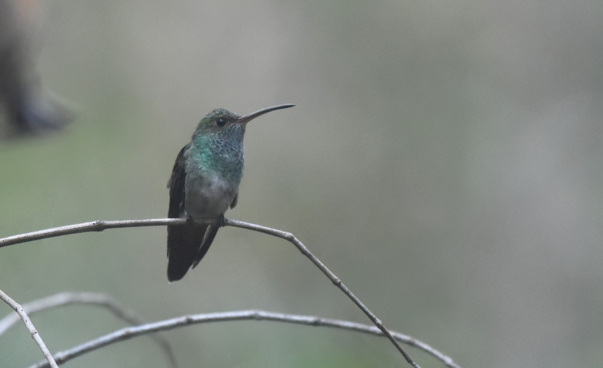 Mangrov Kolibri - ML634330373