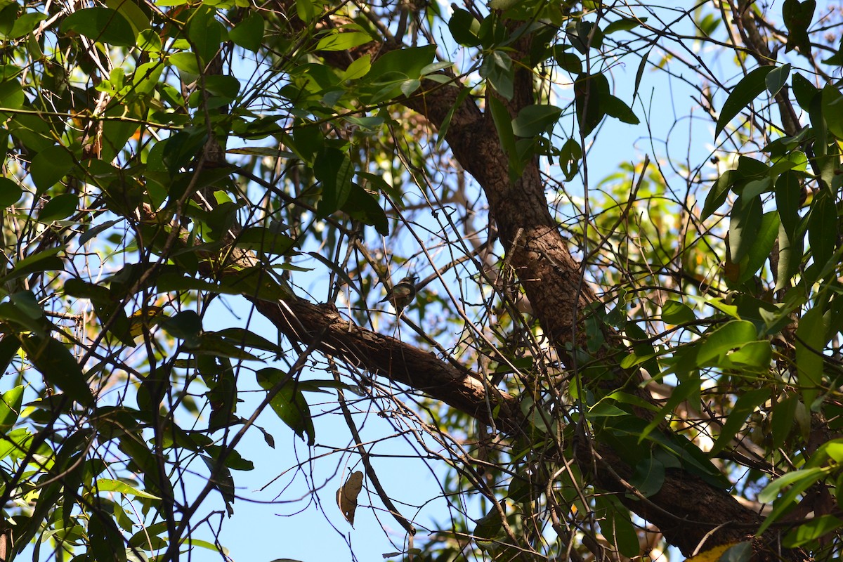 Horsfield's Bronze-Cuckoo - ML634330388