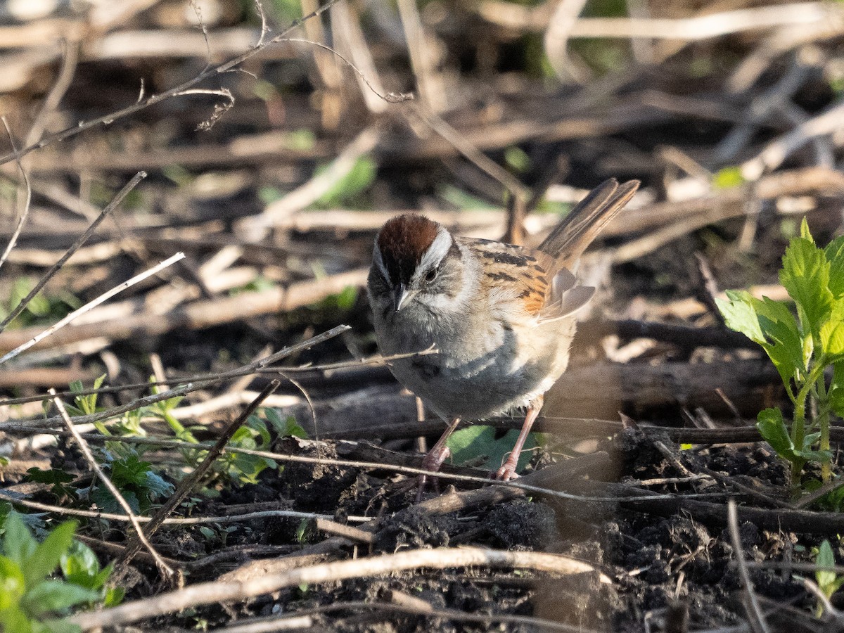 Swamp Sparrow - ML634330446