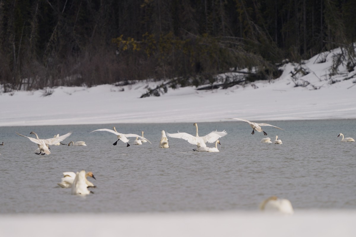 Trumpeter Swan - ML634330469