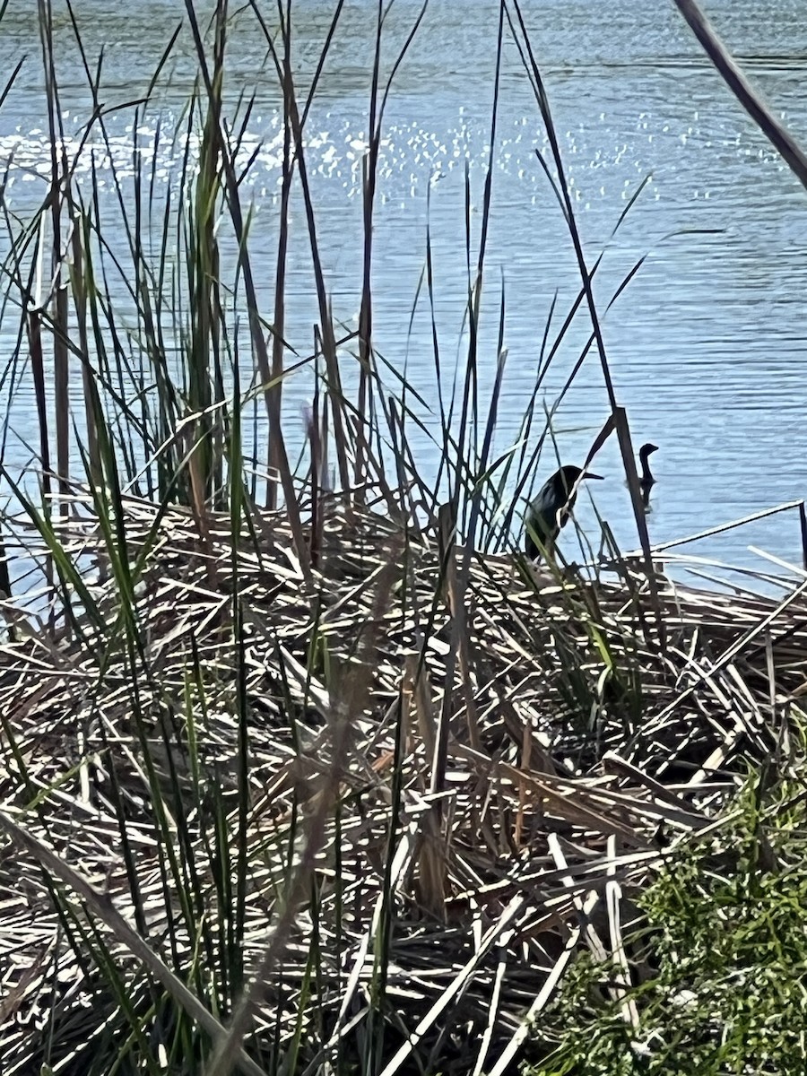 Green Heron - ML634330473