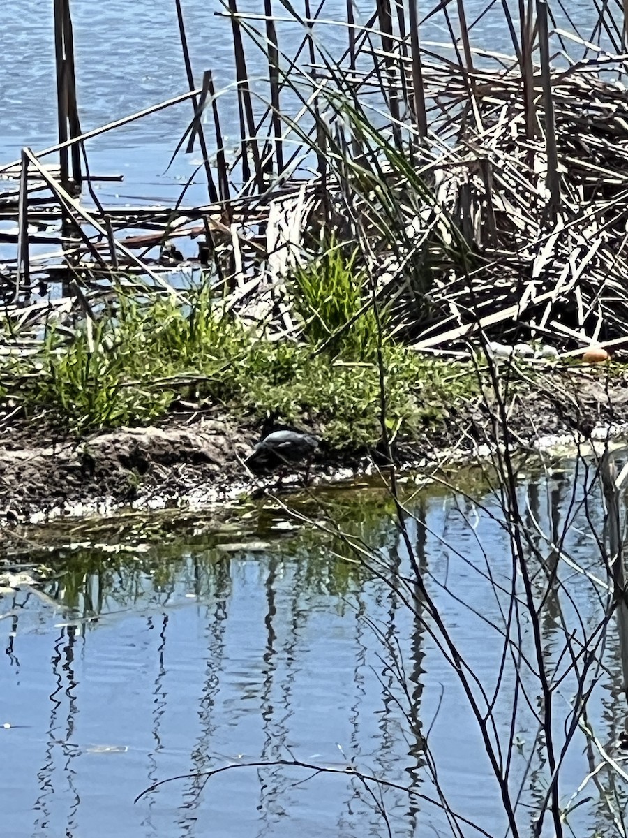 Green Heron - ML634330474