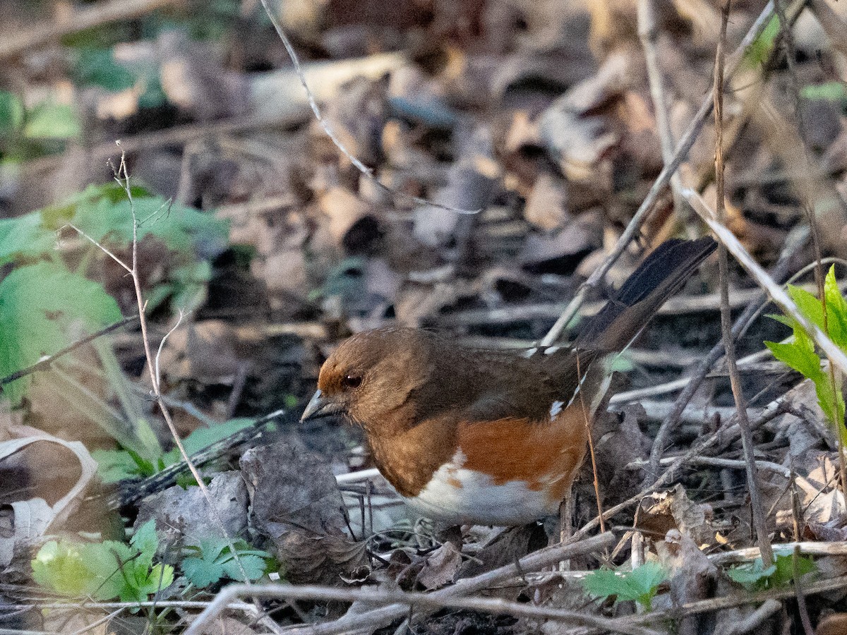 Eastern Towhee - ML634330489