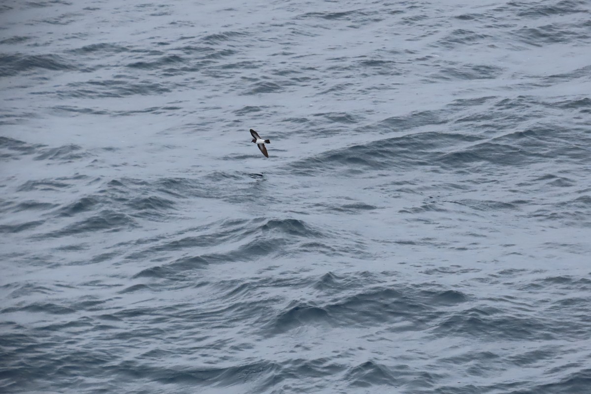 White-bellied Storm-Petrel - ML634330498