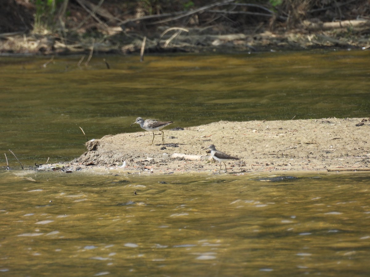 Solitary Sandpiper - ML634330506