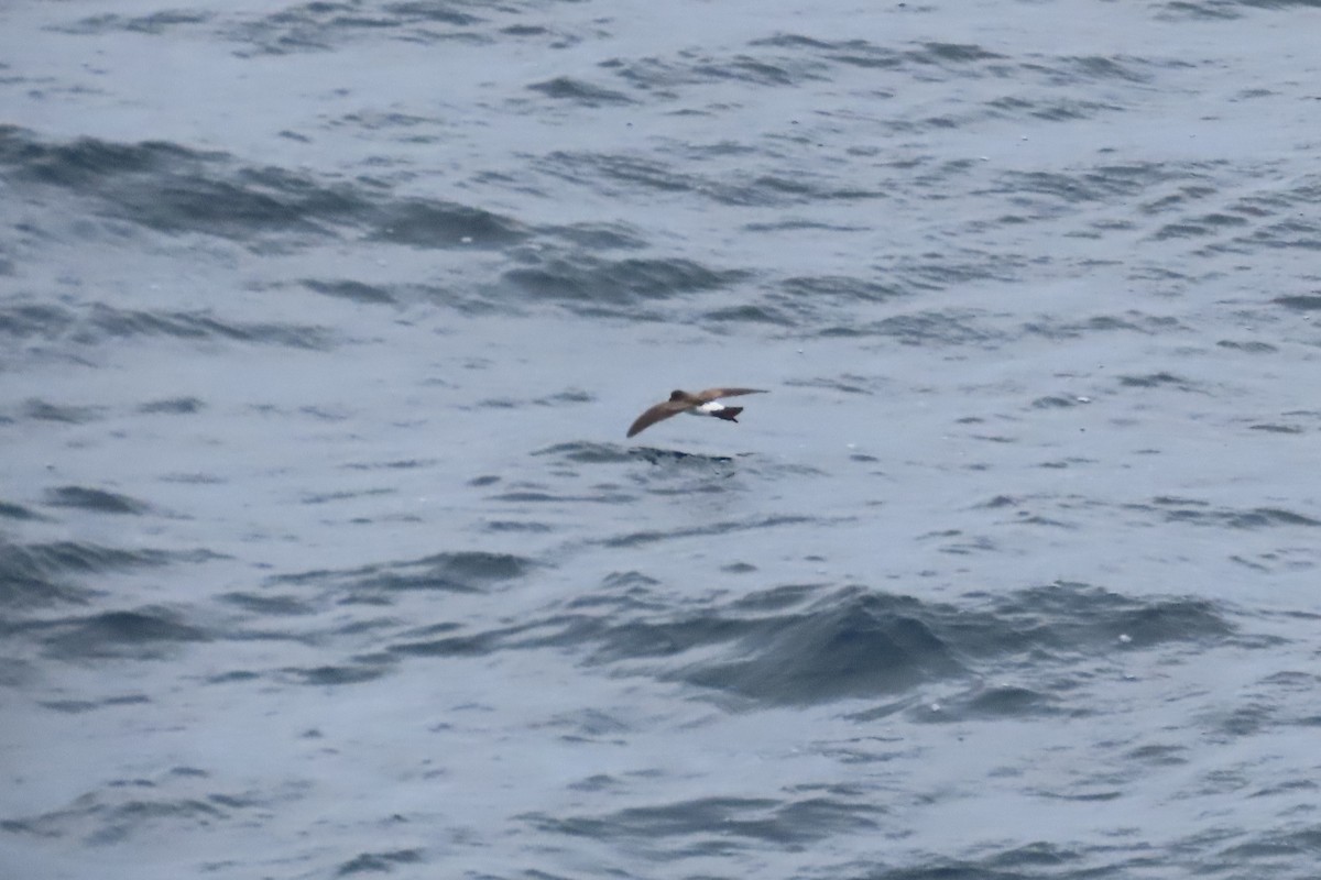 White-bellied Storm-Petrel - ML634330525